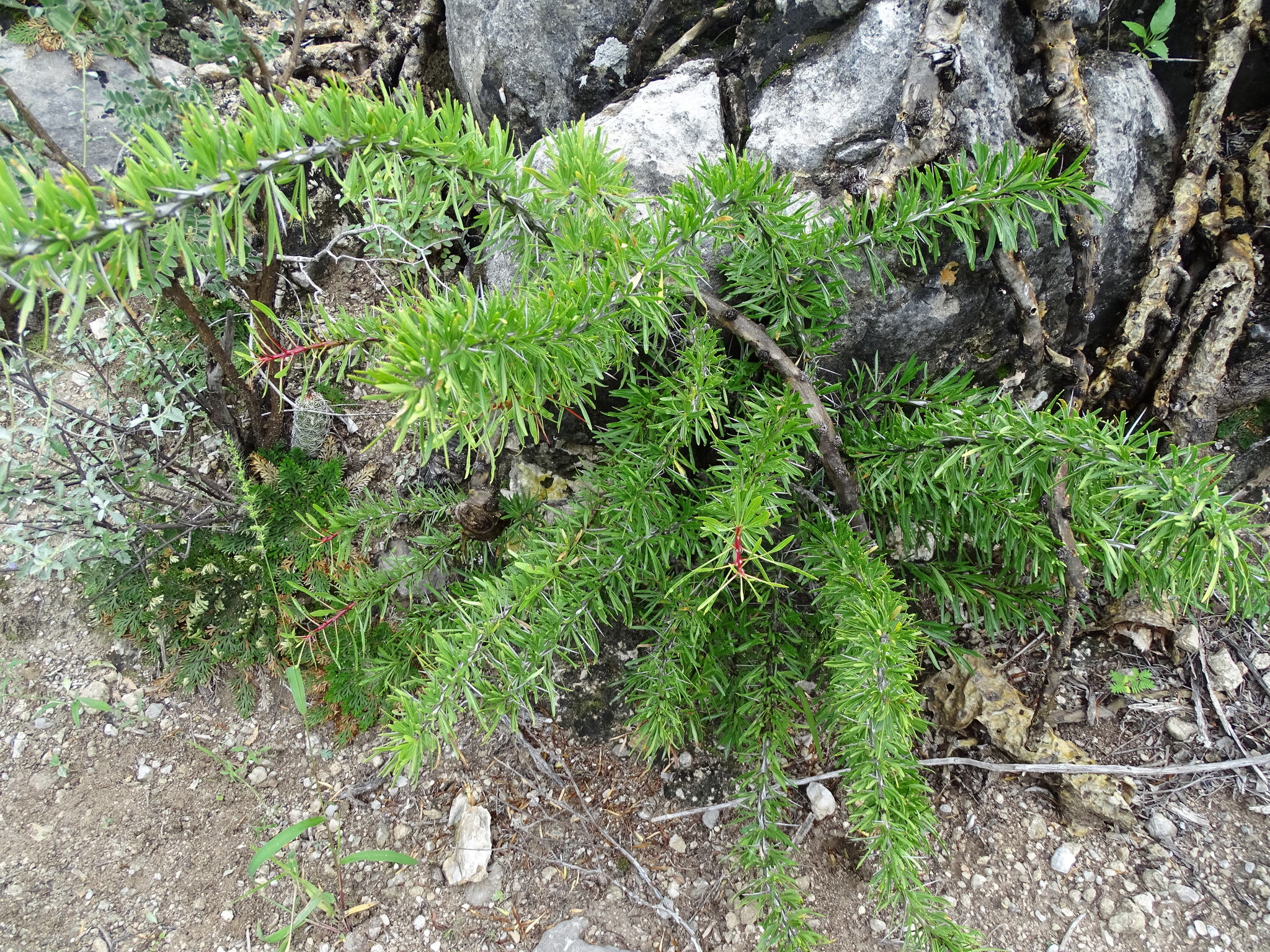 Fouquieria purpusii